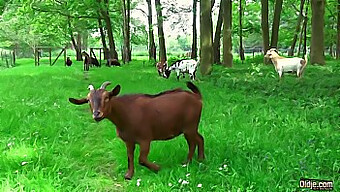 Wytatuowana Babcia Cieszy Się Młodą Laską, Która Zadowala Swojego Kutasa.